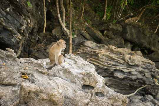 Monkey on rocks
