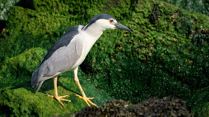 A black-crowned night-heron fishing from the rocks along Barnegat Bay, New Jersey