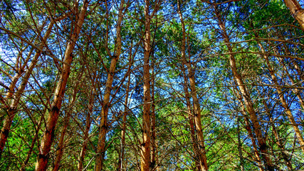 the trunks of the coniferous forest