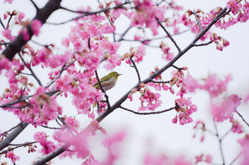 Fototapeta na wymiar bird on a cherry tree
