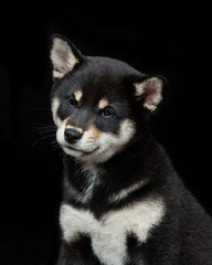 Beautiful shiba inu puppy 