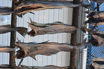 Stockfisch - trocknen auf dem Trockengestell - Tradition auf den Lofoten | Norwegen