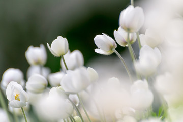 White flower