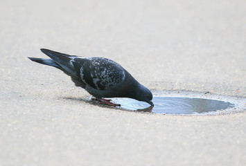 bird dove funny stands and drinks water from a small puddle