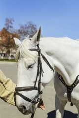 The man's hand holds a white horse under the bridle, close-up, side view.
