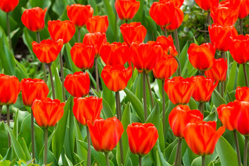 Obraz premium flowers of red tulips