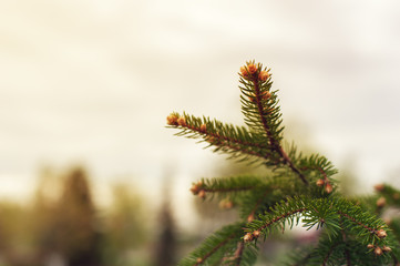 Closeup of spruce branch, spring background