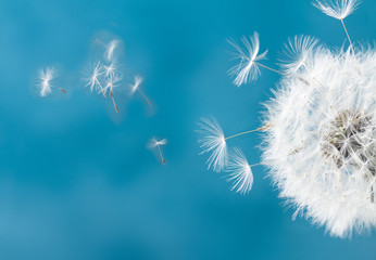 Fototapety  Biała głowa mniszka lekarskiego z latającymi nasionami na niebieskim tle