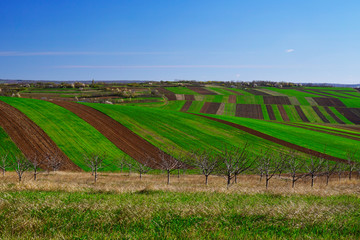 Border between a green and a brown fields
