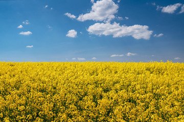Fototapeta premium Colza field and blue sky
