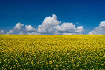 Obraz premium Colza field and blue sky