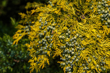 Juniper common closeup on flowers (Juniperus communis L) Trees in blossom series.