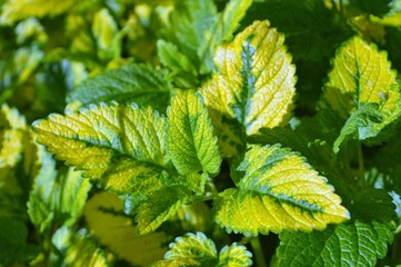 A close-up image of Variegated Lemon Balm.