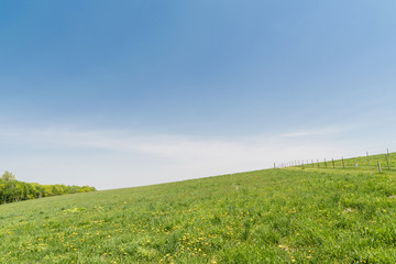 牧草地のイメージ / 北海道 夏の風景