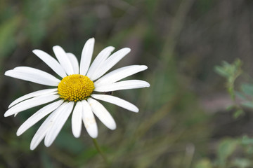Daisy flower macro view