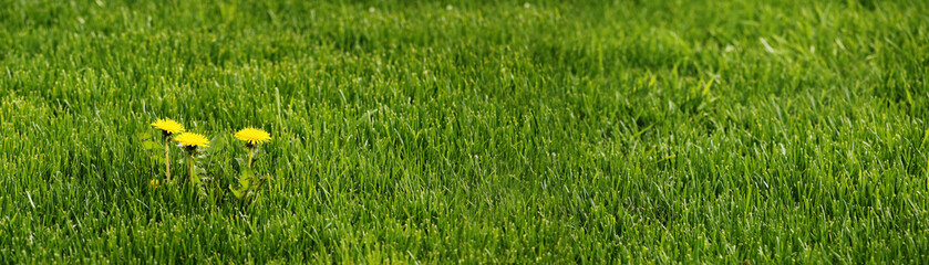 Panorama - Three yellow blooming dandelions in a green lawn