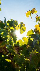 Sunrise through the vines