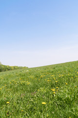 夏の丘の風景 / 札幌市 羊ヶ丘展望台