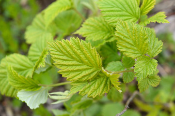 green leaves