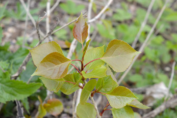 green leaves