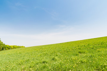 Fototapeta premium 夏の丘の風景 / 札幌市 羊ヶ丘展望台