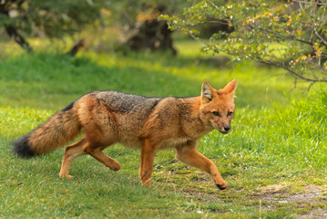 Cute Red Fox, Vulpes vulpes, at green forest. Fox hunting in the forest. Animal in the nature habitat. Wildlife scene from Chilii nature.