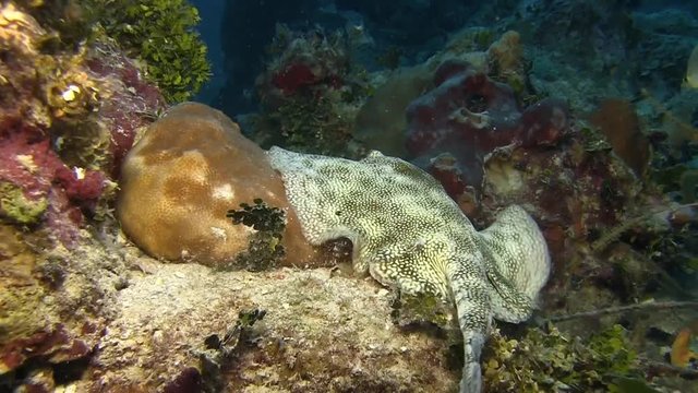 Stingray swimming across the reef in Caribbean sea