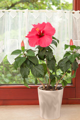 Big pink Hibiscus flower in the pot on window