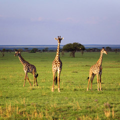 Group of giraffes walking in savannah.