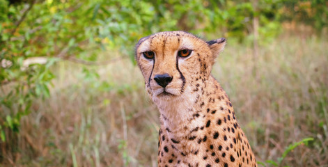 Obraz na płótnie Canvas Cheetah portrait close-up