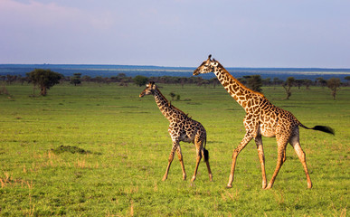 Group of giraffes walking in savannah.
