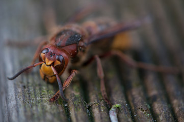 Hornissenkönigin auf Holzbrett