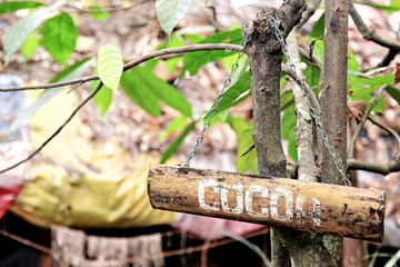 Rectangle wooden board with word cocoa printed on it with white color, hanged by small chain on a tree in a tropical garden in Sri Lanka