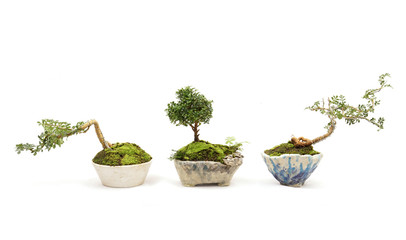 bonsai