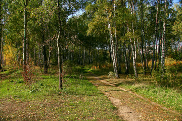 Golden autumn in the forest and bright sunlight through the leaves.