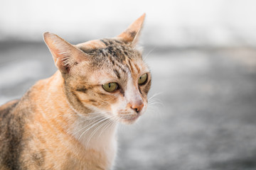 Thai cat sitting on the floor and looking something