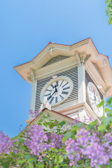 時計台とライラックの花 / 初夏の北海道札幌市