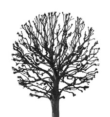 Obraz premium round tree on a white background