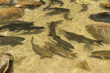 Fish swimming in rivers, lakes, sea, Fishing
