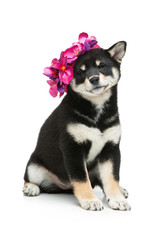 Beautiful shiba inu puppy in pink hat