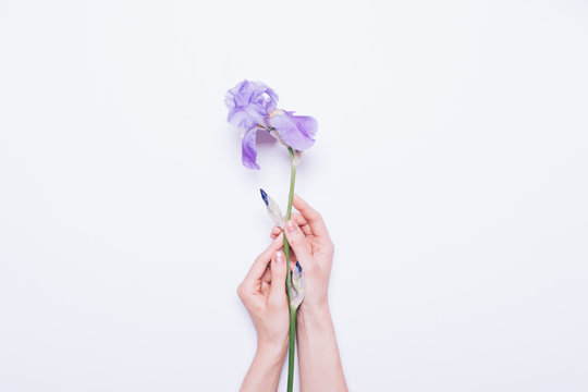 Female Hands Holding A Blue Flower On A White Background