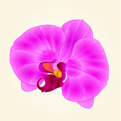 Naklejka na ściany i meble Purple Orchid beautiful flower closeup isolated vintage hand draw vector