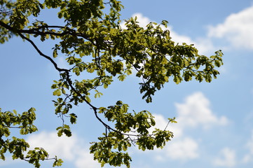Zweige hängen vor blauem Himmel