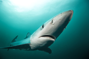 Blue shark, prionace glauca, Atlantic ocean, South Africa