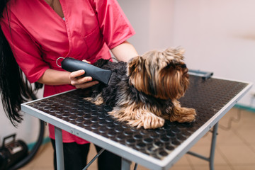 Pet groomer with haircut machine, dog hairstyle