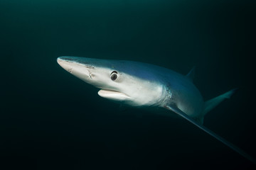 Fototapeta premium Blue shark, prionace glauca, Atlantic ocean, South Africa