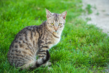 Naklejka na ściany i meble Cat in the grass summer favorite animal