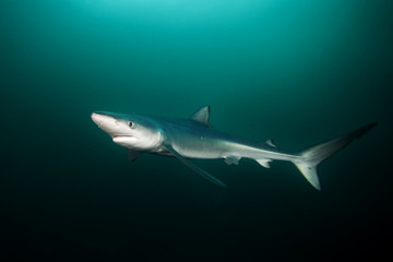 Fototapeta na wymiar Blue shark, prionace glauca, Atlantic ocean, South Africa