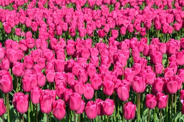 Crédence de cuisine en verre imprimé Tulipe Pink tulips in a tulip field
