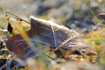 Frost Blatt